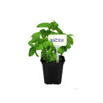 https://velizo.it/termekkategoria/szepsegapolas-egeszseg/