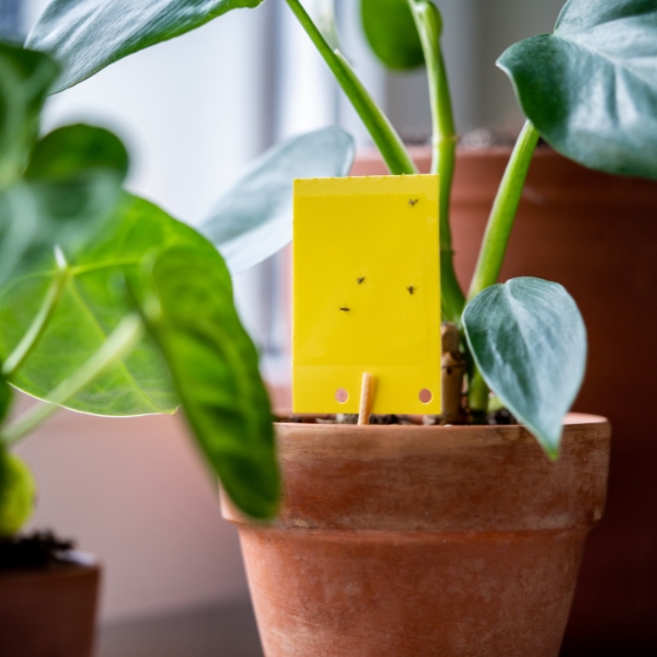 https://velizo.it/termekkategoria/szepsegapolas-egeszseg/
