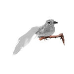 https://velizo.it/termekkategoria/szepsegapolas-egeszseg/